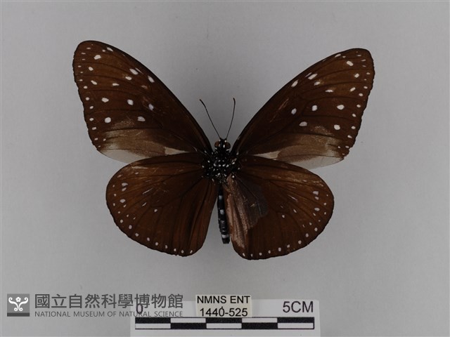 異紋紫斑蝶藏品圖，第2張