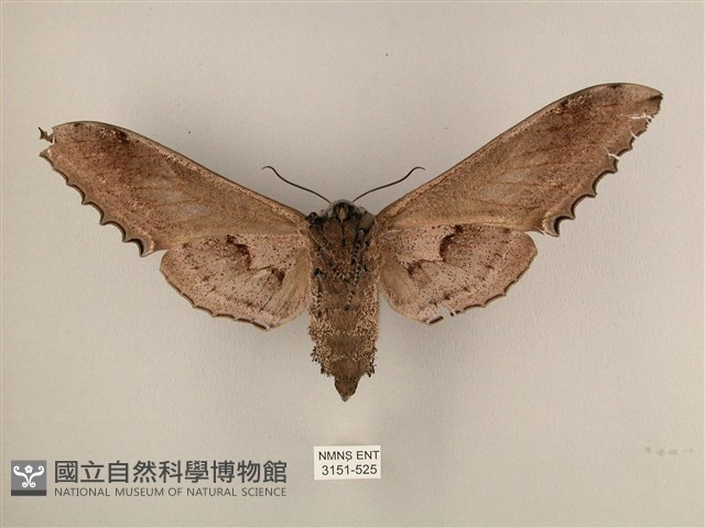 臺灣鋸翅天蛾藏品圖，第2張