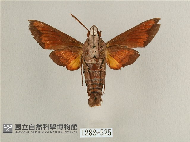 背帶長喙天蛾藏品圖，第2張