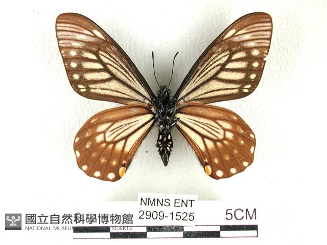黃星斑鳳蝶藏品圖，第2張