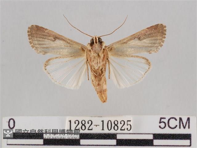 斜紋夜盜蛾藏品圖，第2張