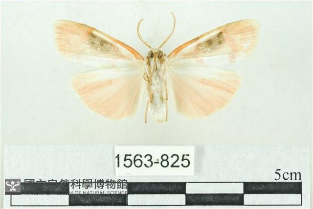 臺雪苔蛾藏品圖，第2張