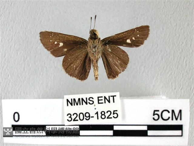 禾弄蝶藏品圖，第2張