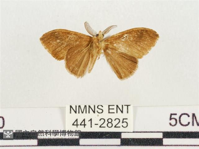 小白紋毒蛾藏品圖，第2張