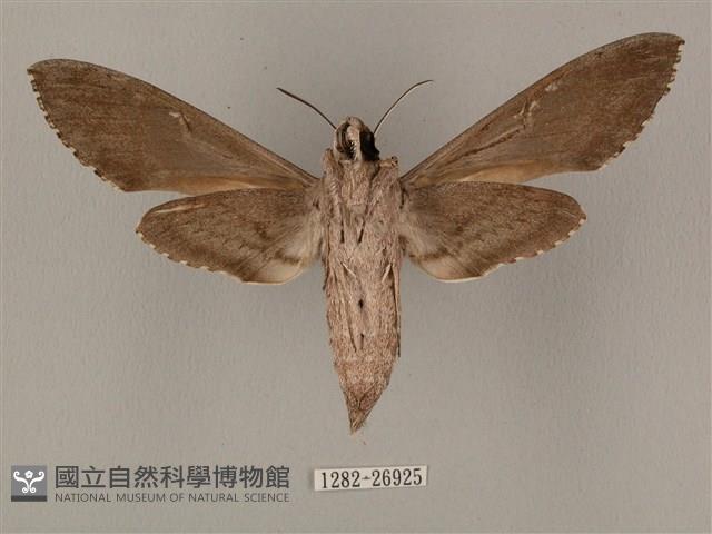 蝦殼天蛾藏品圖，第2張