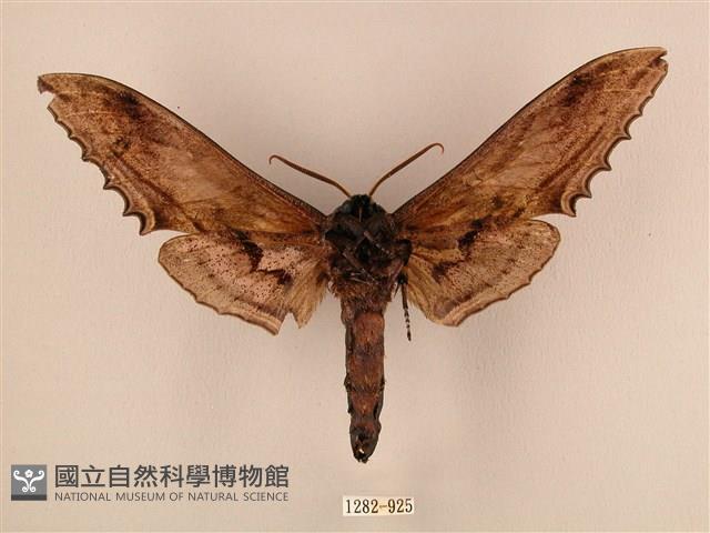 臺灣鋸翅天蛾藏品圖，第2張