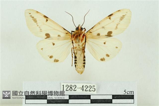 菊池污燈蛾藏品圖，第2張