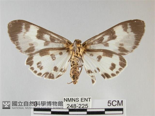 扭擬燈蛾藏品圖，第2張