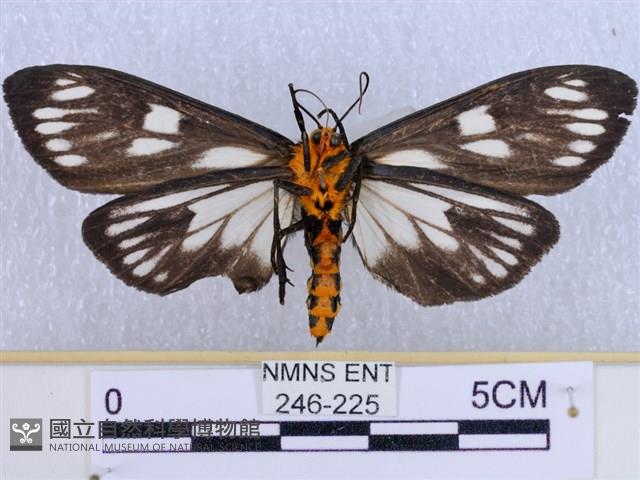 巨網燈蛾藏品圖，第2張