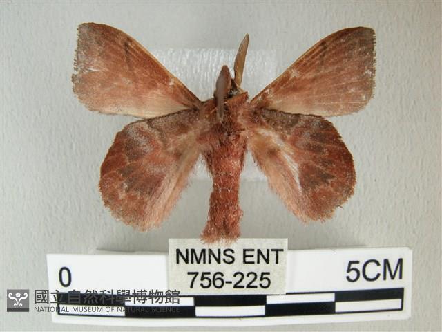 埔里雙線枯葉蛾藏品圖，第2張