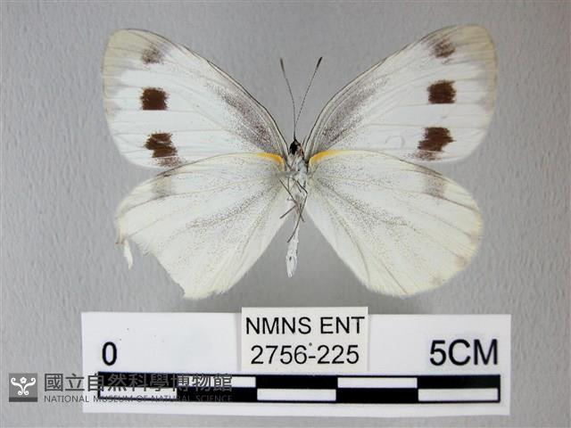 緣點白粉蝶藏品圖，第2張