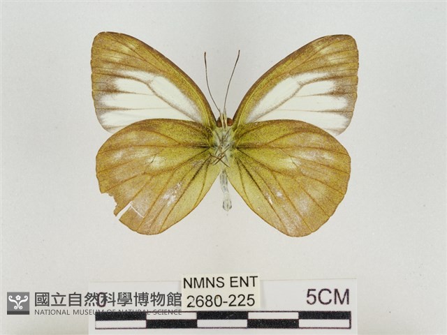 淡褐脈粉蝶藏品圖，第2張