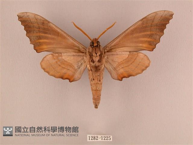 栗六點天蛾藏品圖，第2張