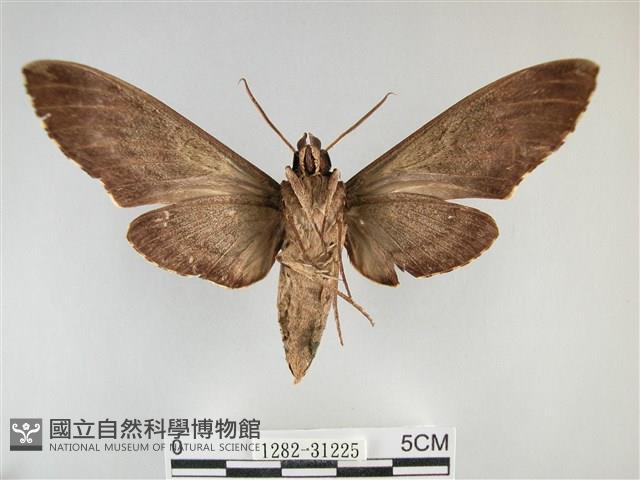 霜天蛾藏品圖，第2張