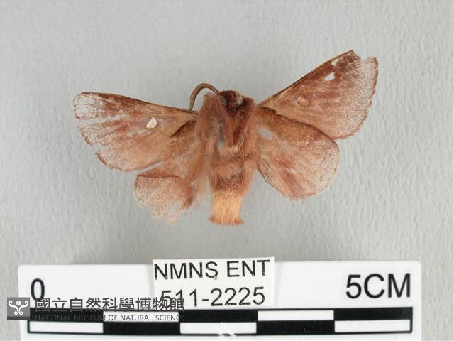 月斑枯葉蛾藏品圖，第2張