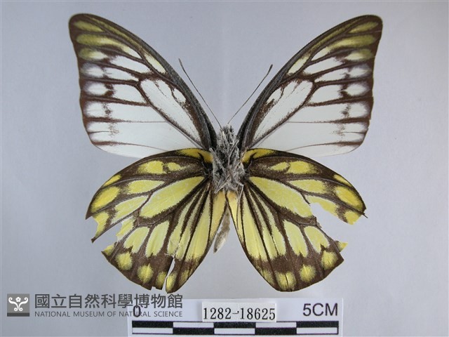 鋸粉蝶藏品圖，第2張