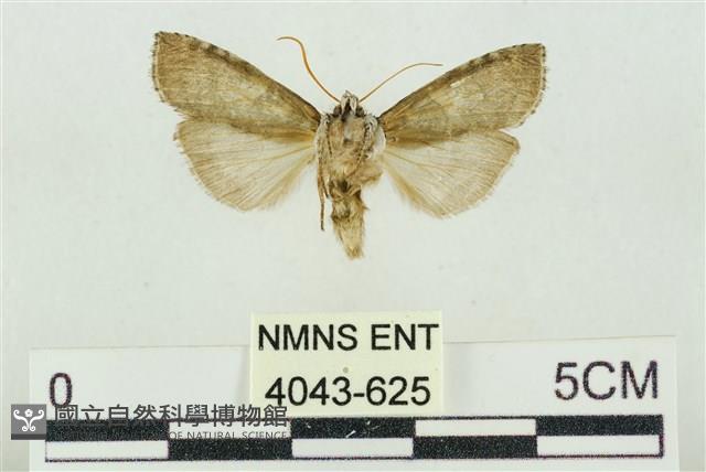 帶波紋蛾藏品圖，第2張