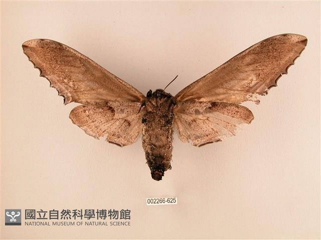 臺灣鋸翅天蛾藏品圖，第2張