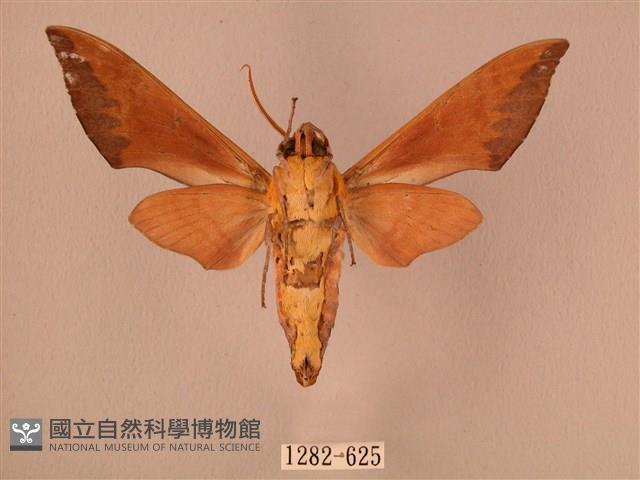 赭色斜帶天蛾藏品圖，第2張