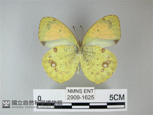 異粉蝶、雌白黃蝶藏品圖，第2張