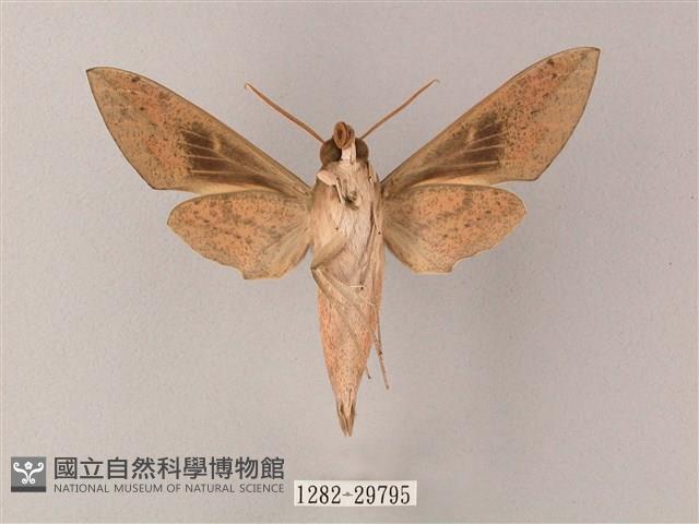 藏斜紋天蛾藏品圖，第2張