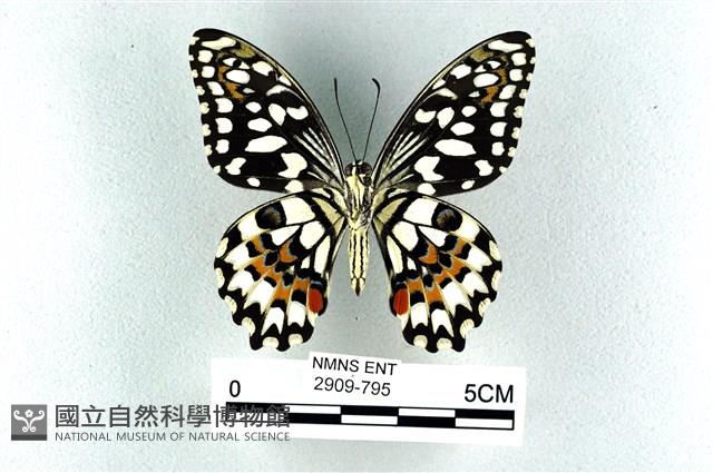 花鳳蝶、無尾鳳蝶藏品圖，第2張