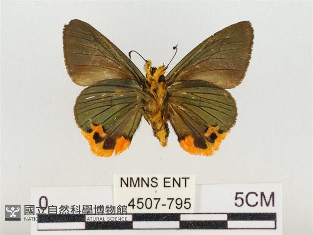 褐翅綠弄蝶藏品圖，第2張