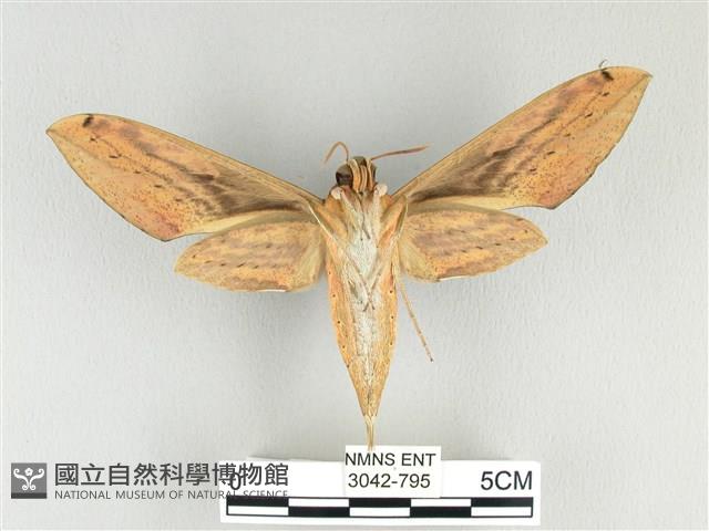 棕綠背線天蛾藏品圖，第2張