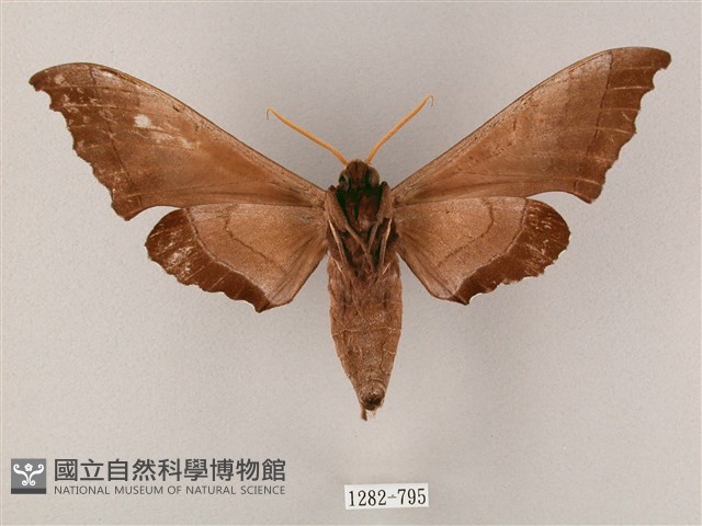 齒翅三線天蛾藏品圖，第2張