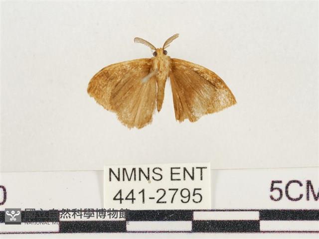 小白紋毒蛾藏品圖，第2張