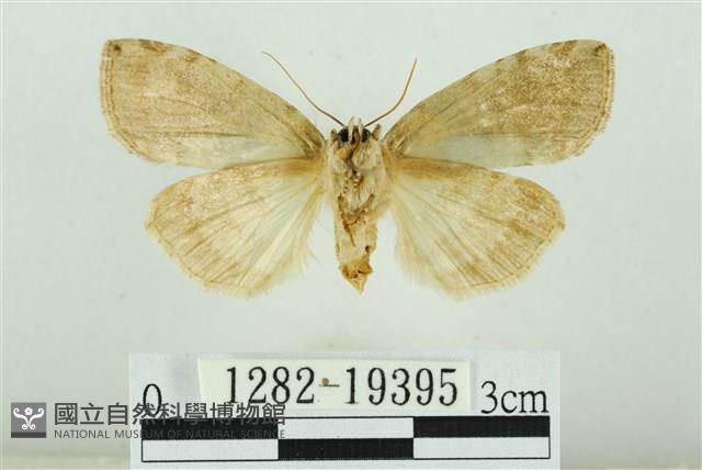 藹環波紋蛾藏品圖，第2張