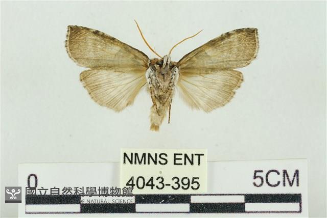 帶波紋蛾藏品圖，第2張