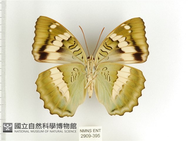 臺灣翠蛺蝶藏品圖，第2張