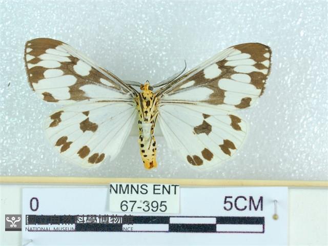 粉蝶燈蛾藏品圖，第2張