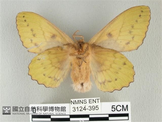 青枯葉蛾藏品圖，第2張