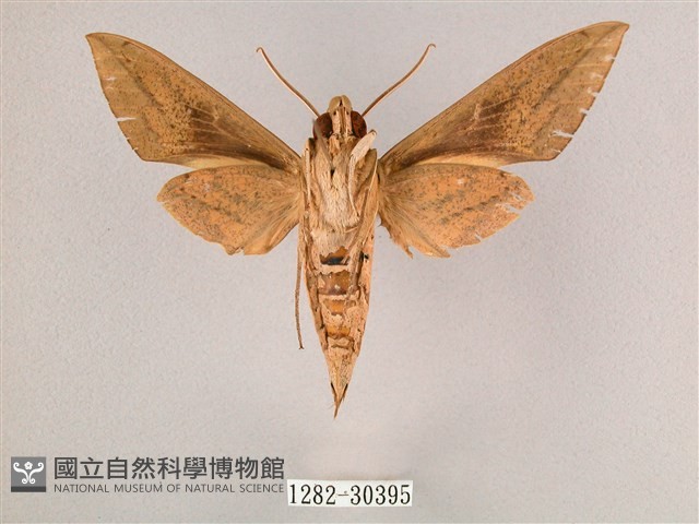 背帶斜紋天蛾藏品圖，第2張