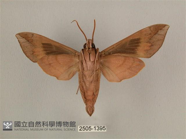 背中白天蛾藏品圖，第2張