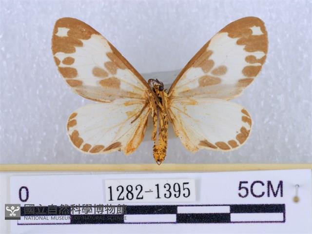 後凸蝶燈蛾藏品圖，第2張