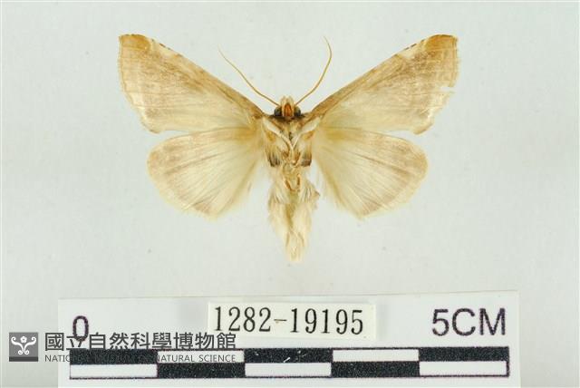 印華波紋蛾藏品圖，第2張