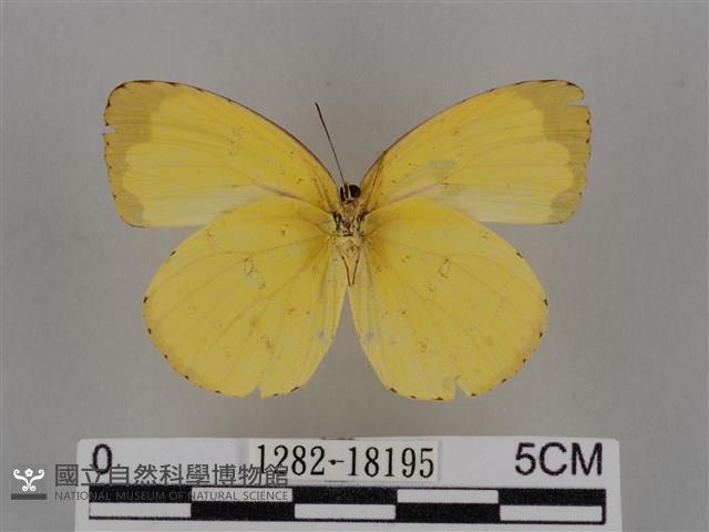 亮色黃蝶藏品圖，第2張