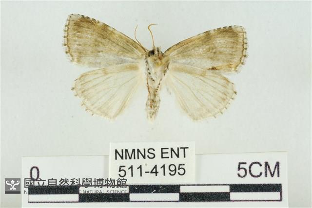 臺灣銀斑異波紋蛾藏品圖，第2張
