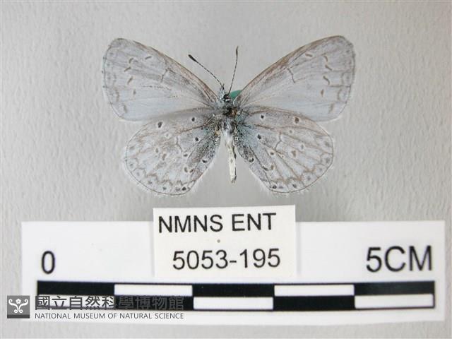 細邊琉灰蝶藏品圖，第2張