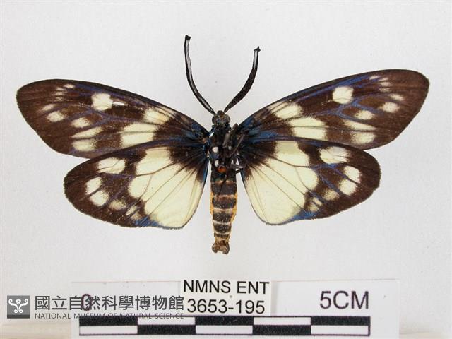 蓬萊茶斑蛾藏品圖，第2張