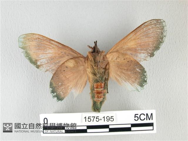 登錄號:001575-00195藏品圖，第2張