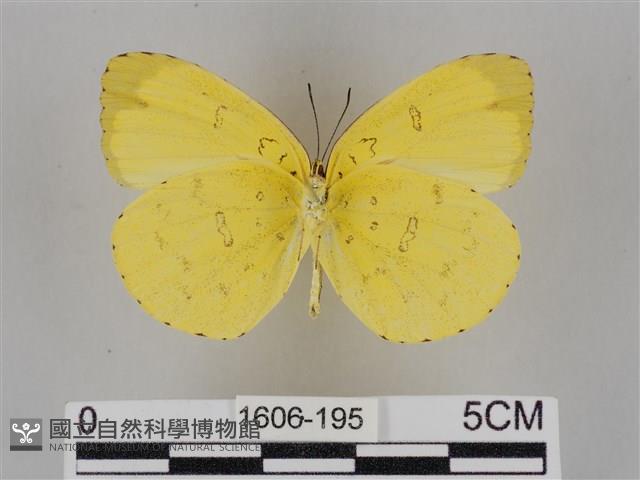 亮色黃蝶藏品圖，第2張