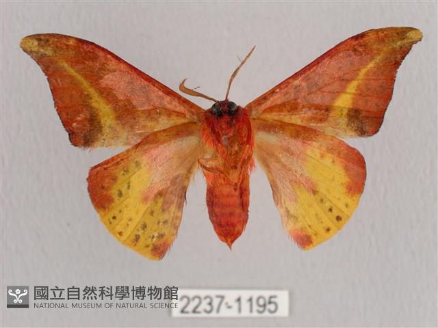 鉛斑帶鉤蛾藏品圖，第2張