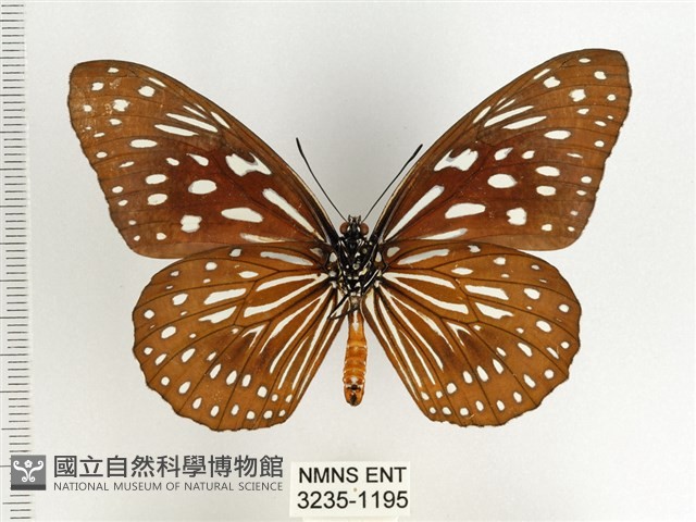 小紋青斑蝶藏品圖，第2張
