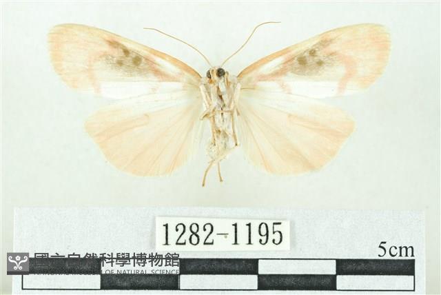 臺雪苔蛾藏品圖，第2張