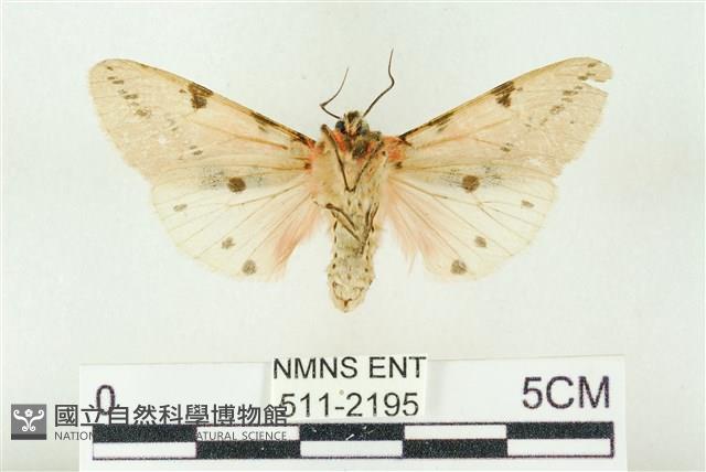 棍棒污燈蛾藏品圖，第2張