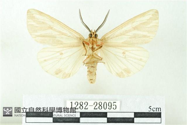 赭新污燈蛾藏品圖，第2張